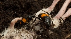 Beetle gravian